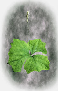 Vanilla Leaf (Achylis triphylla)