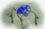 Western Blue Flax (Linum lewisii)