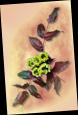 Oregon grape (Mahonia nervosa)