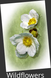 Wildflowers
